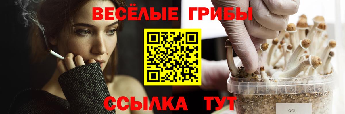Псилоцибиновые грибы Psilocybine cubensis  Вход с VPN  Галлюциногенные грибы Psilocybine cubensis  Прохладный 